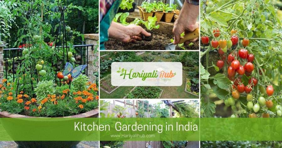 kitchen gardening in india